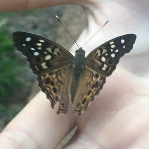 Meet your Posher, Ariel